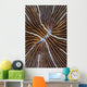 Detail Mushroom Coral Reef Wall Decal Design 1