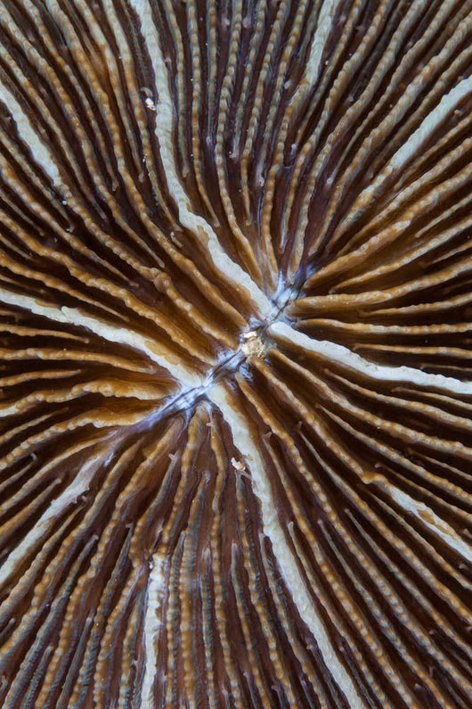 Detail Mushroom Coral Reef Wall Decal Design 1