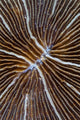 Detail Mushroom Coral Reef Wall Decal Design 1