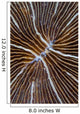 Detail Mushroom Coral Reef Wall Decal Design 1