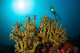 Diver Hovers above Coral Wall Decal