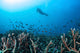 Diver Swims above Healthy Wall Decal Design 1