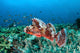Venomous Scorpionfish Coral Reef Wall Decal Design 2