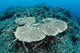 New Table Corals Grow Wall Decal Design 2