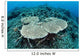 New Table Corals Grow Wall Decal Design 2