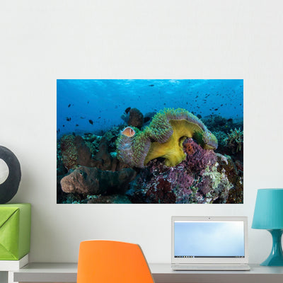 Pink Anemonefish Swims near Wall Decal Design 6 shown on a wall