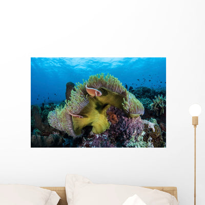 Pink Anemonefish Swims near Wall Decal Design 5 shown on a wall