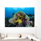 Pink Anemonefish Swims near Wall Decal Design 5
