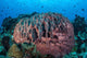 Massive Barrel Sponge Grows Wall Decal