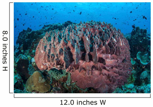 Massive Barrel Sponge Grows Wall Decal
