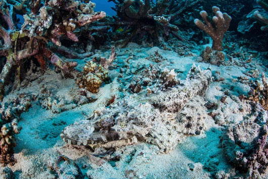 Crocodilefish Lays Seafloor near Wall Decal