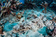 Crocodilefish Lays Seafloor near Wall Decal