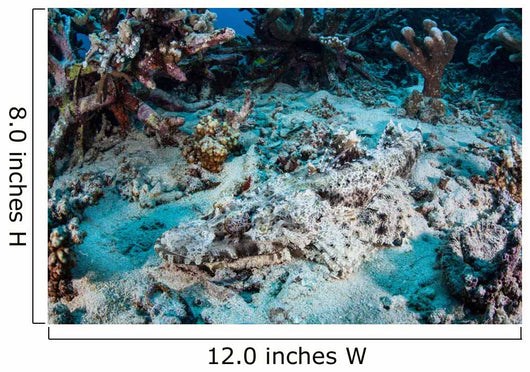 Crocodilefish Lays Seafloor near Wall Decal