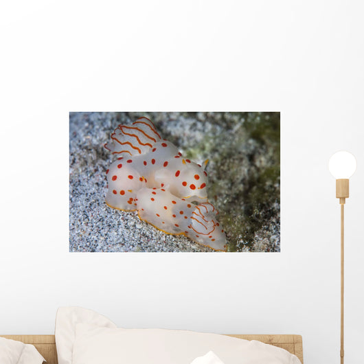 Pair Ceylon Nudibranchs Mating Wall Decal Design 2