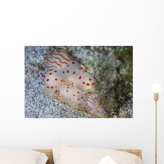 Pair Ceylon Nudibranchs Mating Wall Decal Design 2