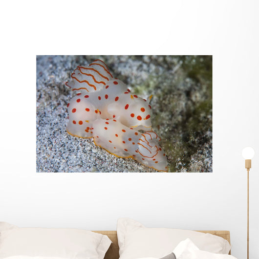 Pair Ceylon Nudibranchs Mating Wall Decal Design 2