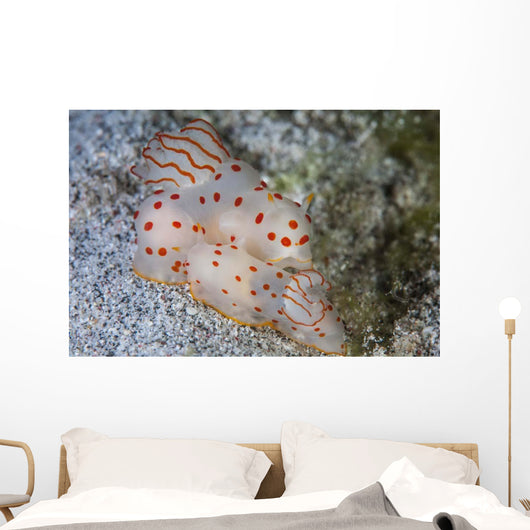 Pair Ceylon Nudibranchs Mating Wall Decal Design 2
