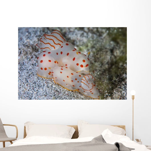 Pair Ceylon Nudibranchs Mating Wall Decal Design 2