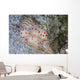 Pair Ceylon Nudibranchs Mating Wall Decal Design 2