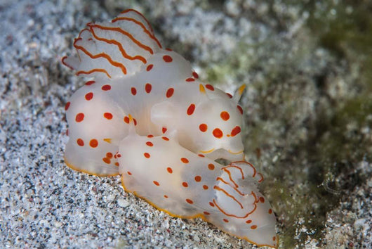 Pair Ceylon Nudibranchs Mating Wall Decal Design 2