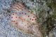 Pair Ceylon Nudibranchs Mating Wall Decal Design 2