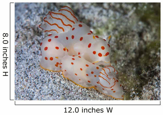 Pair Ceylon Nudibranchs Mating Wall Decal Design 2