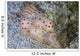 Pair Ceylon Nudibranchs Mating Wall Decal Design 2