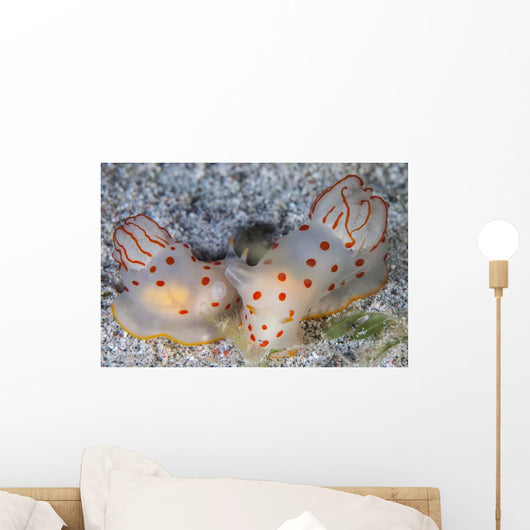 Pair Ceylon Nudibranchs Mating Wall Decal Design 1