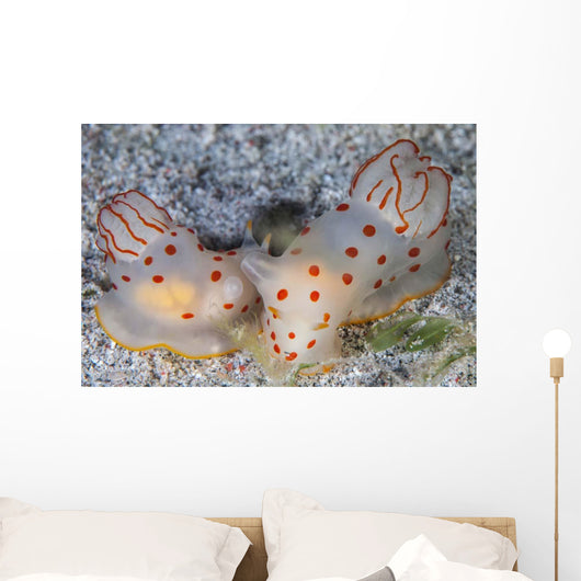 Pair Ceylon Nudibranchs Mating Wall Decal Design 1