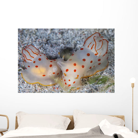 Pair Ceylon Nudibranchs Mating Wall Decal Design 1