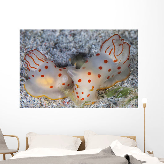 Pair Ceylon Nudibranchs Mating Wall Decal Design 1