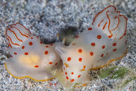 Pair Ceylon Nudibranchs Mating Wall Decal Design 1