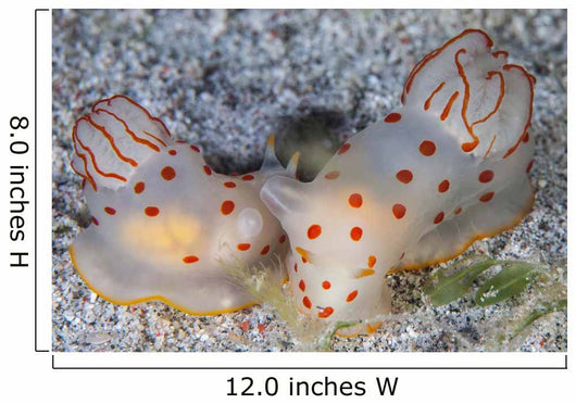 Pair Ceylon Nudibranchs Mating Wall Decal Design 1