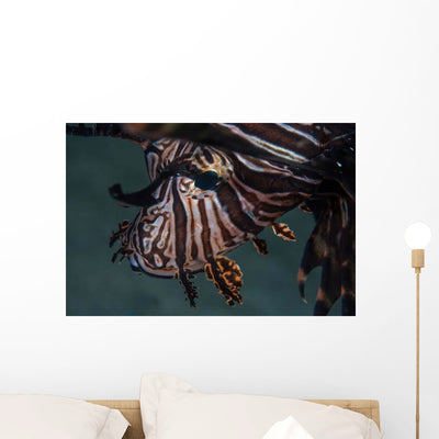 Close-up Lionfish Komodo National Wall Decal shown on a wall