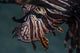 Close-up Lionfish Komodo National Wall Decal
