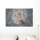 Stargazer Fish Camouflages Itself Wall Decal Design 3