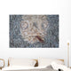 Stargazer Fish Camouflages Itself Wall Decal Design 3