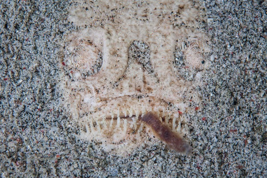 Stargazer Fish Camouflages Itself Wall Decal Design 3