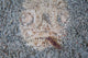 Stargazer Fish Camouflages Itself Wall Decal Design 3