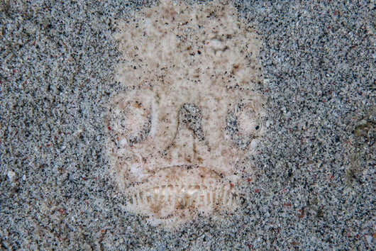 Stargazer Fish Camouflages Itself Wall Decal Design 2