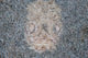 Stargazer Fish Camouflages Itself Wall Decal Design 2