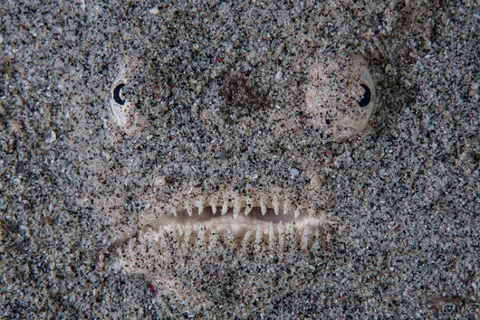 Stargazer Fish Camouflages Itself Wall Decal Design 1