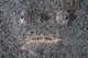 Stargazer Fish Camouflages Itself Wall Decal Design 1