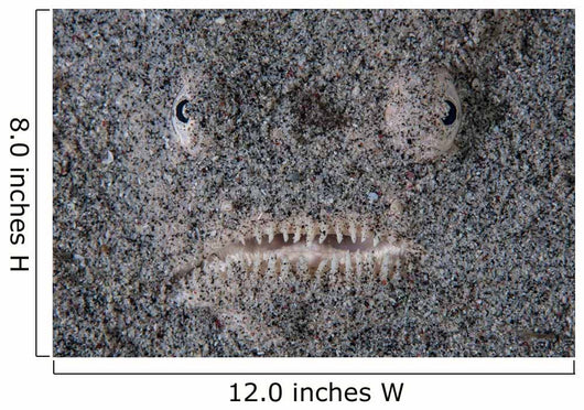 Stargazer Fish Camouflages Itself Wall Decal Design 1