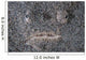 Stargazer Fish Camouflages Itself Wall Decal Design 1