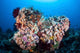Soft Corals and Other Wall Decal Design 7