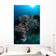 Huge Gorgonian Grows Reef Wall Decal