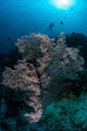 Huge Gorgonian Grows Reef Wall Decal
