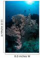 Huge Gorgonian Grows Reef Wall Decal