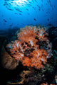 Beautiful Orange Soft Corals Wall Decal Design 2